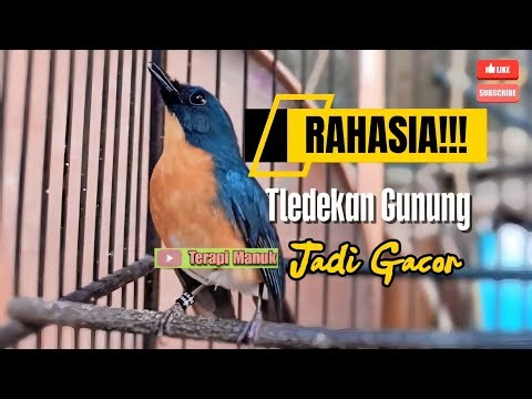 RAHASIA!! Masteran Tledekan gacor, jamin nyaut lurr