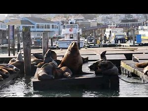 Massive Steller sea lion seen sunbathing at San Francisco's Pier 39