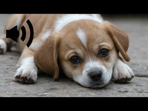 dog barking sound