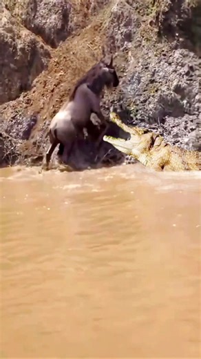 Stuck on the riverbank... the crocodile is waiting for the wildebeest.