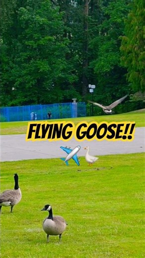 Flying Goose!! 🪿✈️⚡️