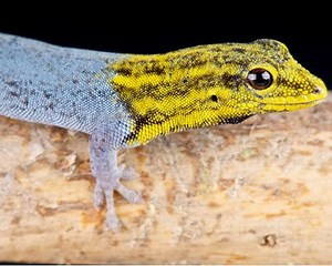 Dwarf yellow headed gecko - Alchetron, the free social encyclopedia
