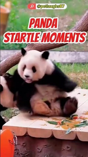 Panda Startle Moments Caught on Camera 🐼 | Funny and Cute Reactions!