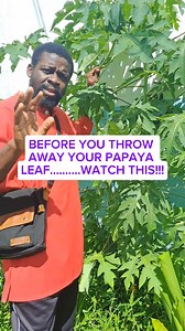 6 Amazing Benefits of Papaya Leaves You Need to Know Today! 🍃✨ #PapayaLeaves #NaturalHealing #HealthBenefits #HerbalRemedies #WellnessTips #HealthyLiving #PlantBasedHealing #HolisticHealth #NatureCures #DIYWellness | Eliyah Mashiach End Time Records