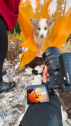 Wow!!!!! Follow for my dog photography behind the scenes! #DogPhotography | CatsDog Photography