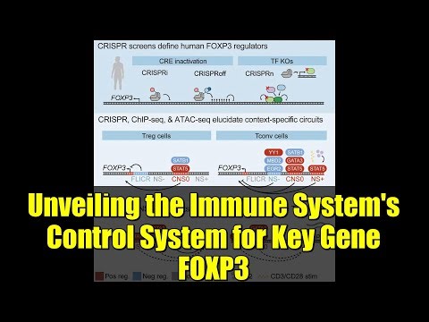 Unveiling the Immune System's Control System for Key Gene FOXP3 | Breakthrough Immunology Research