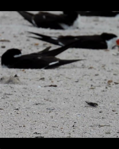 Tiny Fish #birds #nest #birdnest #wildlife #nature #animals #naturelovers #birdhome
