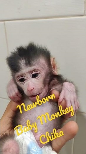 Newborn Baby Monkey Chika Pretty After bath (Chiro S #051)