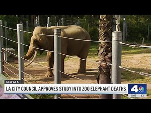 LA City Council approves study into death of LA zoo elephant deaths