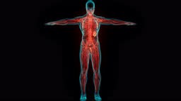 3D Animation Concept of Human Internal System Lymph Nodes Anatomy