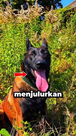 Ini Alasan Kenapa Anjing Kamu Suka Menjulurkan Lidahnya 😱😱
