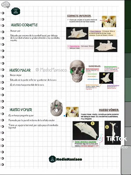 Huesos de la Cabeza y Cara: Anatomía Esencial