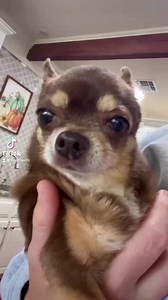 😘😘That adorable howling 🥺Credit 📸 @tinahassomethingonhernose Dm us for credit or removal Chihuahuas #chihuahuafanatics #chihuahuas #chihuahualife #chihuahuapuppy #chihuahuamania #dogwalking #chihuahuasofig #chihuahuaclub #puppylove #doginstagram #chihuahuaholic #chihuahuathailand #chihuahuainstagram #chihuahuacute #chihuahuaaddict #chihuahuafan #chihuahuastyle #chihuahuamix #chihuahua #chihuahuababy | Chihuahuas