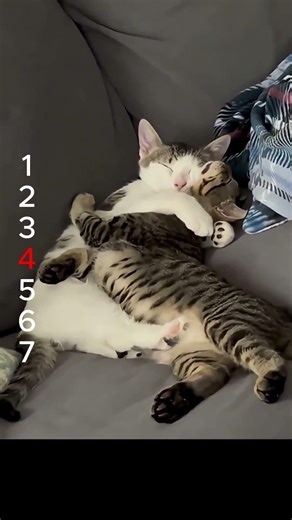 にゃんこはエイリアンの友達? 냥이 친구는 외계인? Is your cat friend an alien? #cat #やせる #funny #pets #chat #try