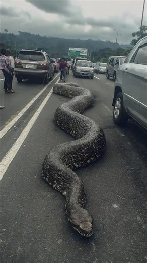 What is THIS?! 18 Foot Snake Spotted Crossing Highway in Indonesia