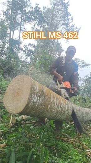 chainsaw stihl ms 462. #gergajisenso #chainsaw