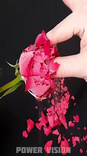 Flower Vs Liquid Nitrogen #science #liquidnitrogen #flower #tests #experiments #test #scienceexperiments #trick #tricks