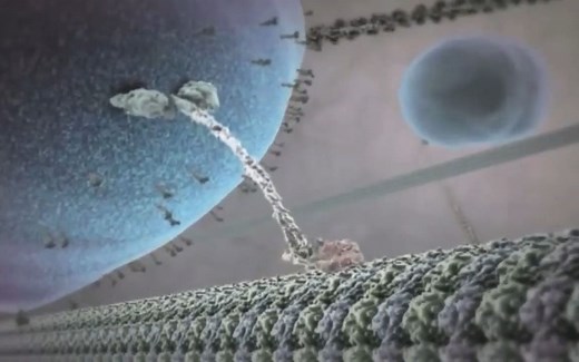 高中生物学教学素材_细胞骨架演示