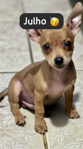 Seu mês seu cachorro parte dois