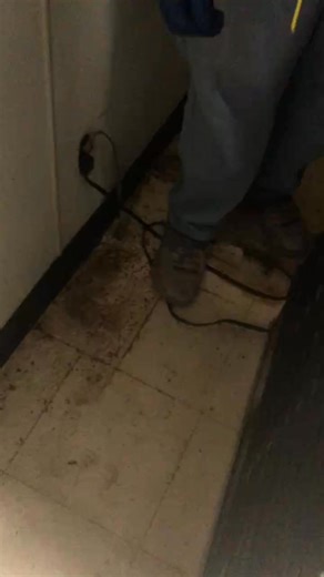 Here are clear, useful facts about German cockroaches (Blattella germanica): 🪳 Identification • Small: about ½–⅝ inch long • Light brown/tan with two dark parallel stripes behind the head • Fast runners, rarely fly (even though they have wings) 🏠 Habitat • Prefer warm, humid indoor areas • Commonly found in kitchens and bathrooms • Hide in cracks, cabinets, behind appliances, and inside electronics 🍽️ Diet • Eat almost anything: food crumbs, grease, soap, toothpaste, glue • Will even eat pape