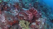 An adult specie of the Day Octopus filmed at late evening. Octopus is...