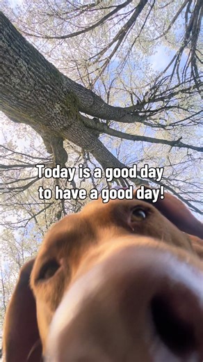 Today is a good day to have a good day 🌸 Even if my toddler already peed on me this morning. Life is still really good over here. The sun is shining, spring is showing up, my daughter is fed, and I have a loving husband and a roof over my head. Sometimes the little things really are the big things. #goodday #springtime #positivity #positivevibesonly