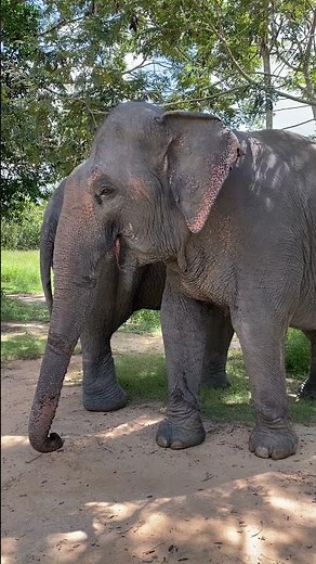 The Secret Life of Asian Elephants | Why These Gentle Giants Are the Heart of Our Ecosystem