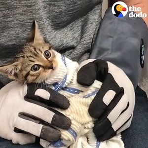 14M views · 355K reactions | Watch this guy very patiently transform a feral kitten into a cuddly cat  | The Dodo | Facebook