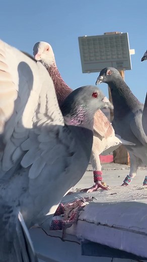 Pigeons in Action: Flapping and Flying Outdoors