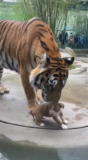 Proof That Love Knows No Size or Species | The Living Planet