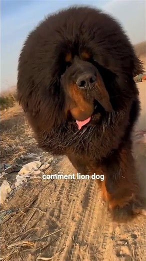 This Dog Looks Exactly Like a Lion 🦁😱 #tibetanmastiff #facts