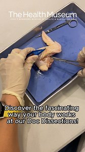29 reactions | Chicken wing dissection THIS upcoming Saturday November 25th at 2pm! Learn all about just how similar the chicken wing is to the human arm and use it as a model to understand how your body moves and grooves. Visit our website to book tickets! #thehealthmuseum #houstonthingstodo #eventsinhouston #education #learn #diydissection #chickenwingdissection | The Health Museum | Facebook
