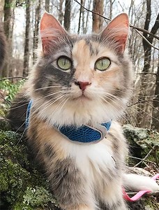 Cat Harness Types: Ultimate Guide for Choosing the Best One