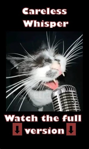 Cat singing Careless Whisper - George Michael | Funny cat Meme