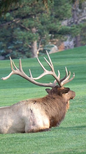 Rut season is around the corner! #elk #bullelk #elkrut #elkseason #colorado #coloradowildlife #wildlife #wildlifevideos #coloradoelk #elkvideos #outdoor #outdoorsy #foryou | Colorado Adventures