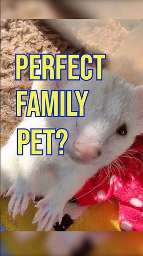 Do Ferrets Make Good Pets?