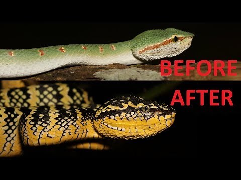 The Pit Viper That CHANGES Color