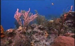 Coral Reef Spawning