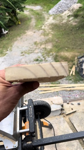 Pinus de Antigamente e de Hoje: Verdade sobre Espécies de Madeira