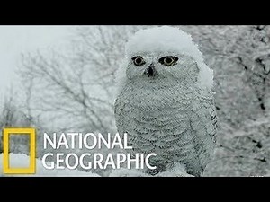 National Geographic Documentary Birds Snowy Owl HD Nat Geo Wild