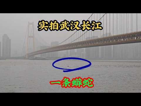 In broad daylight, a "python" was seen slithering under the Yangsigang Yangtze River Bridge in Wu...