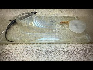 Trucking , Pixie , The lot Lizard , caught at a truck stop .