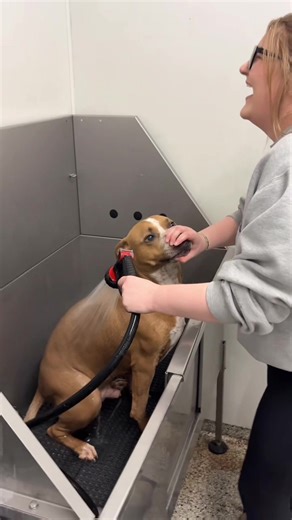 Hilarious Dog Shower Moments to Brighten Your Day