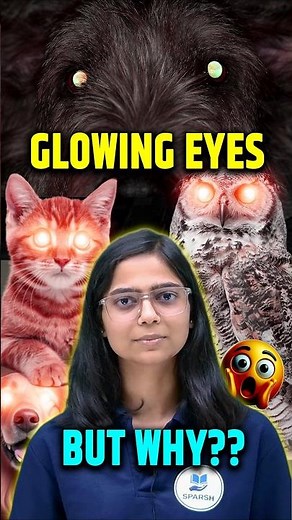 Why Do Animals’ Eyes Glow at Night? | Science Fact