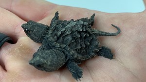 788K views · 14K reactions | Meet our new two headed turtle and help...