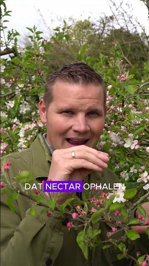 Hoe groeit een appel?