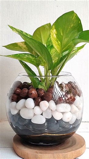 Why Your Golden Pothos Needs Colorful Pebbles 🌿 #shorts #pothos #indoorplants #plantdecor #diy