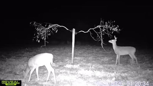 27 reactions | Check out this double @scrapestick setup! — #watchitwork #scrapefix | ScrapeFix | Facebook