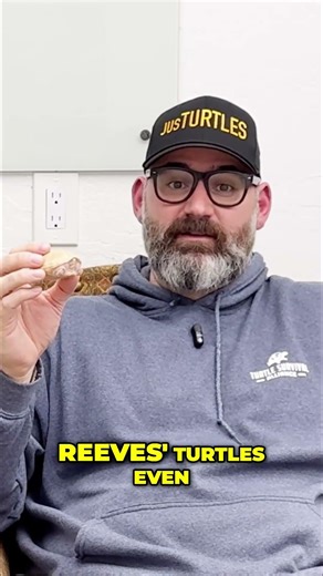 Stinkpot Musk Turtles aren't THAT Stinky... #shorts