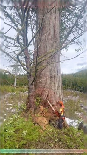Super Giant Tree Cutting with Full Safety Gear cutting trees | Professional Logging